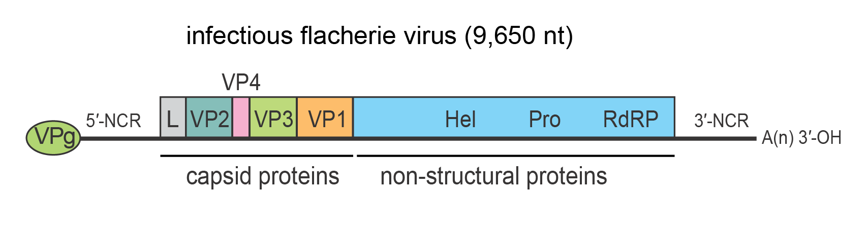 Genome diagram Iflaviridae