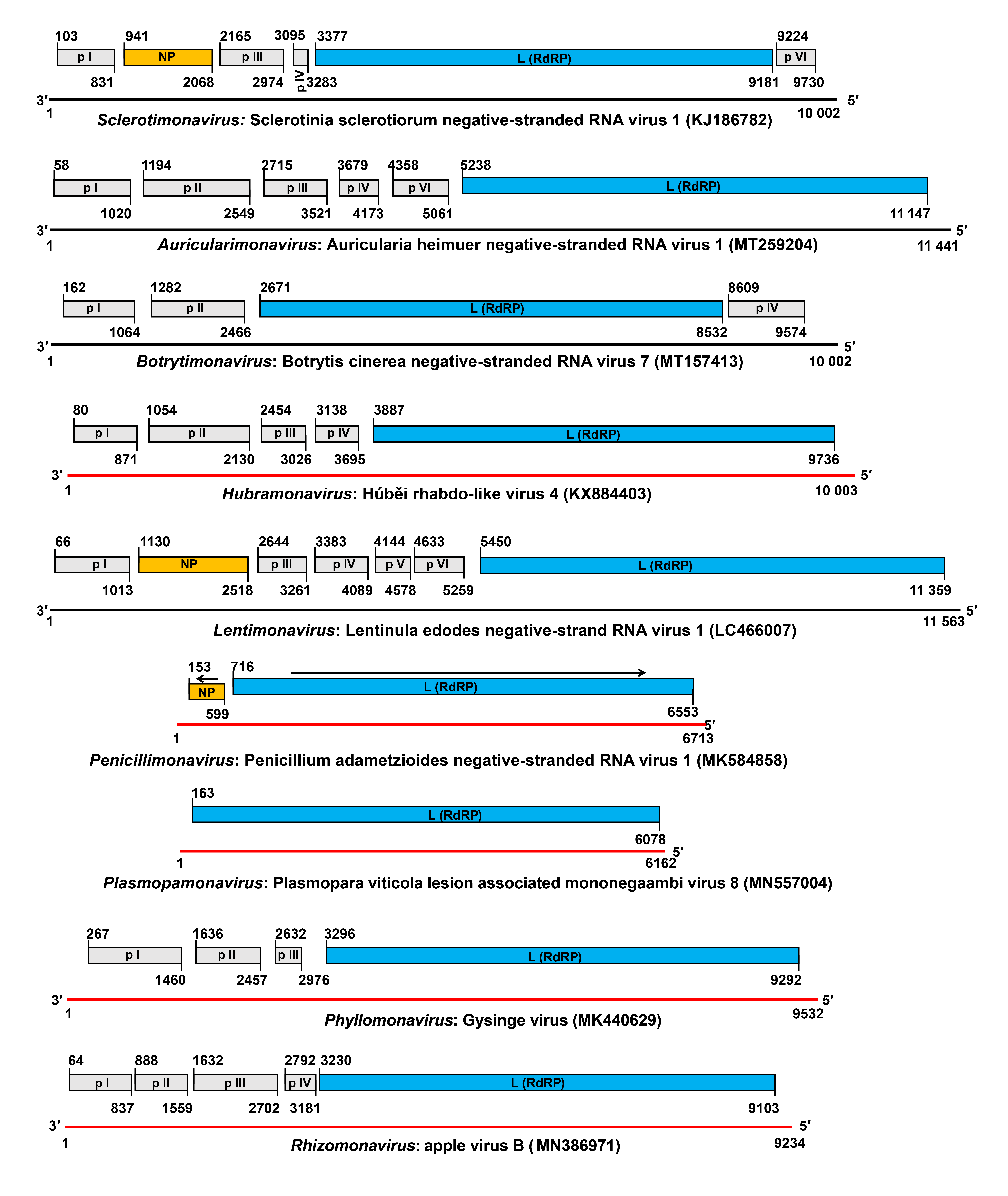 Mymonavirid genome organisation