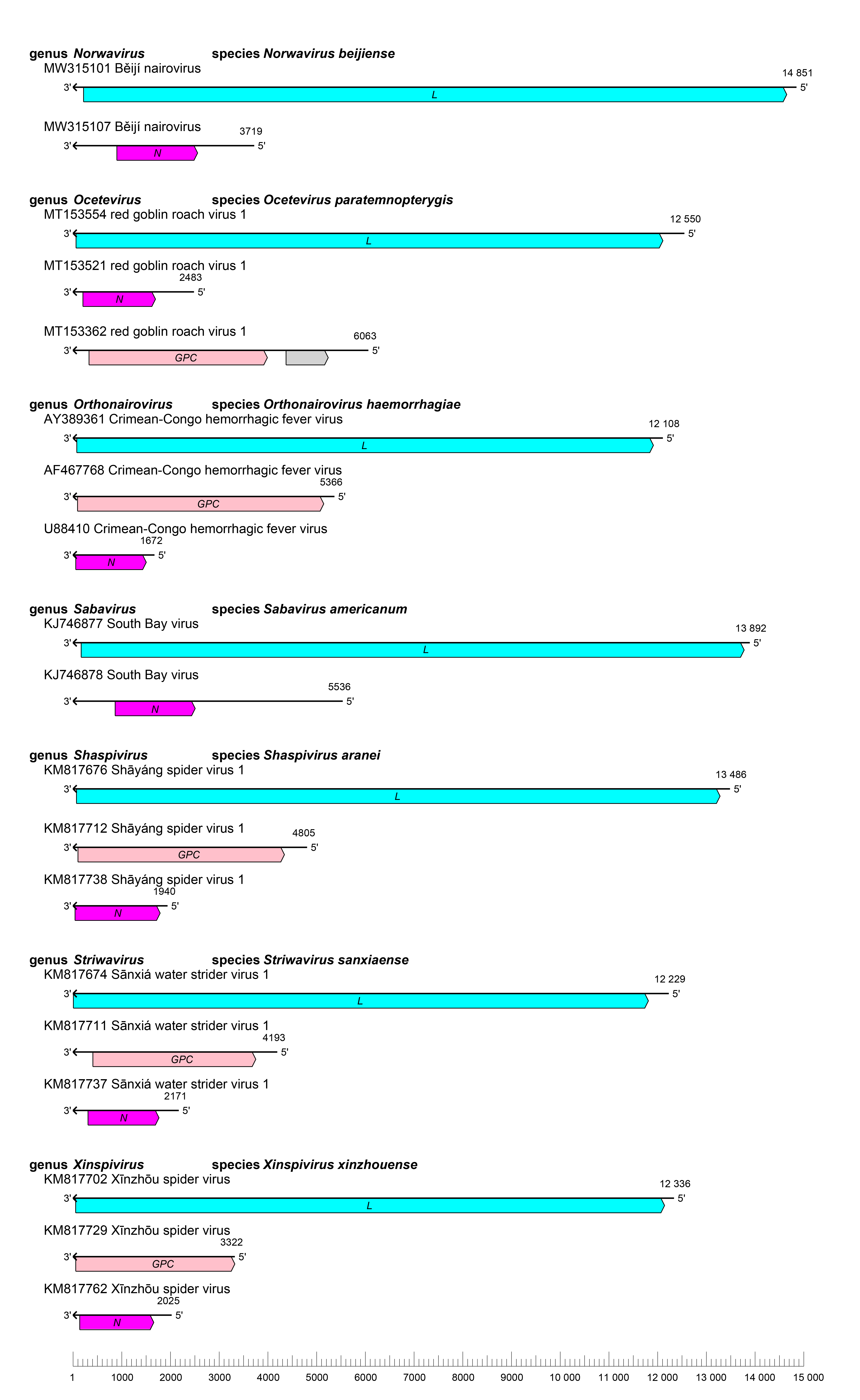 Nairoviridae genomes