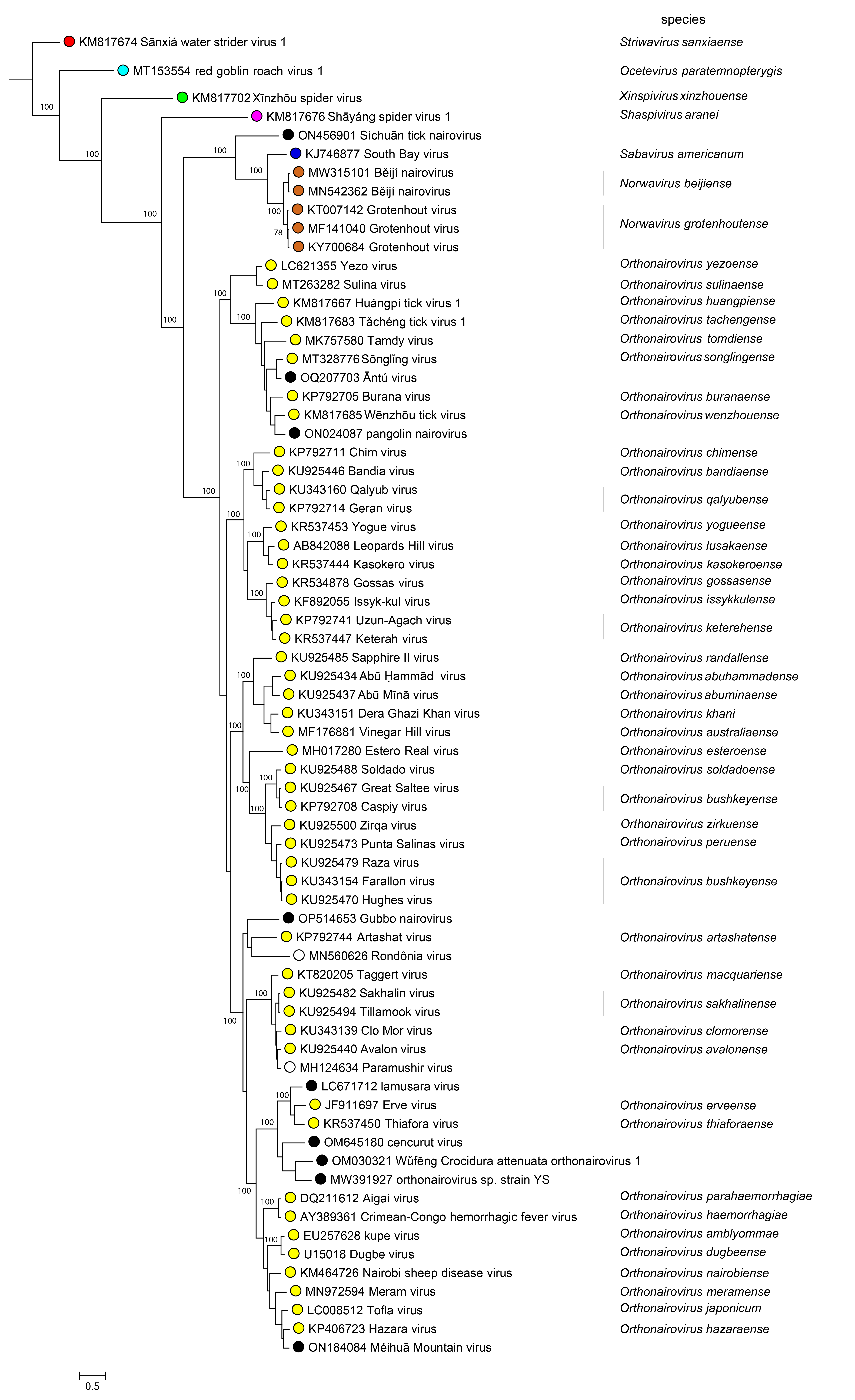 Nairoviridae phylogeny