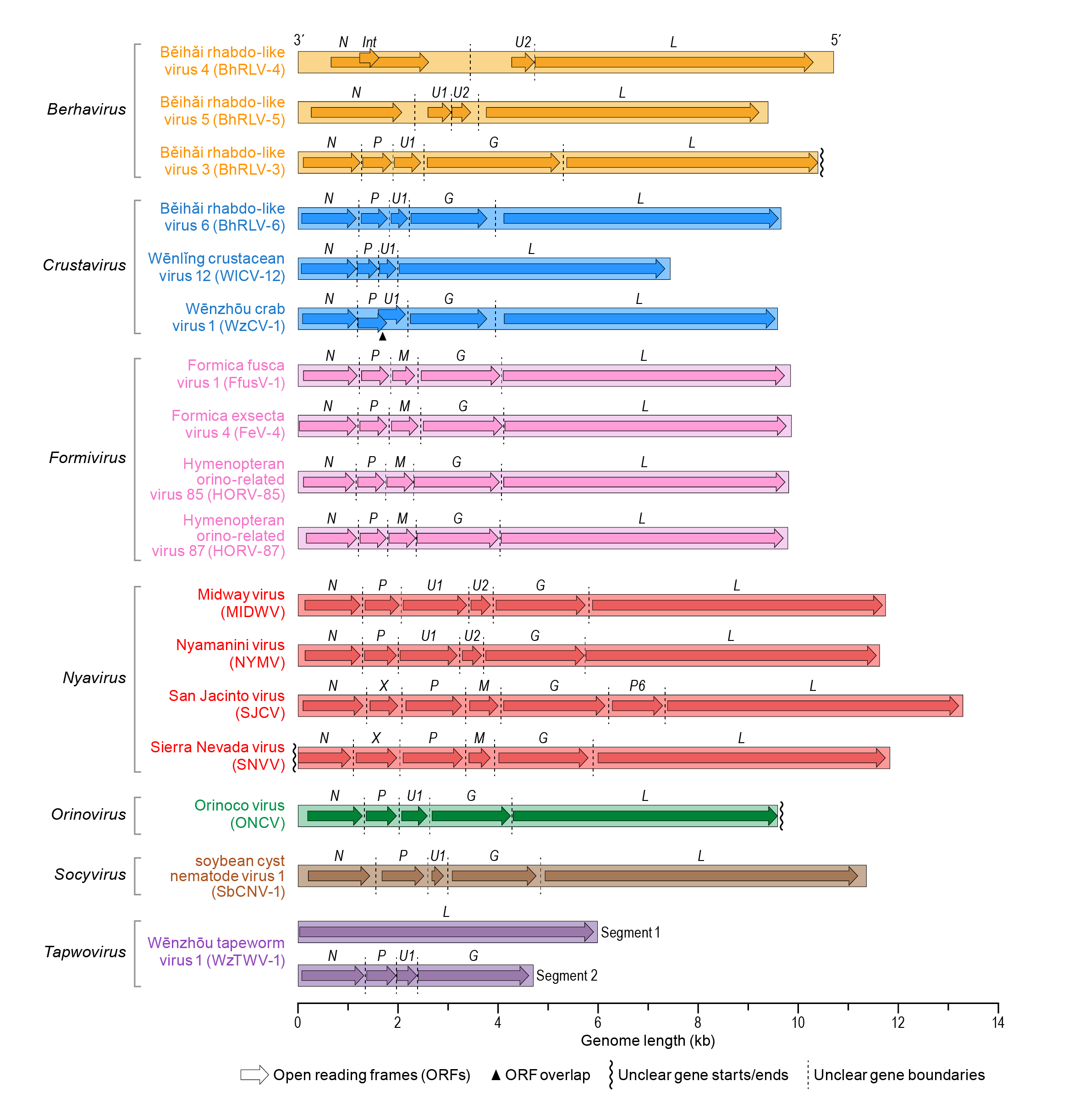 Genome diagram Nyamiviridae
