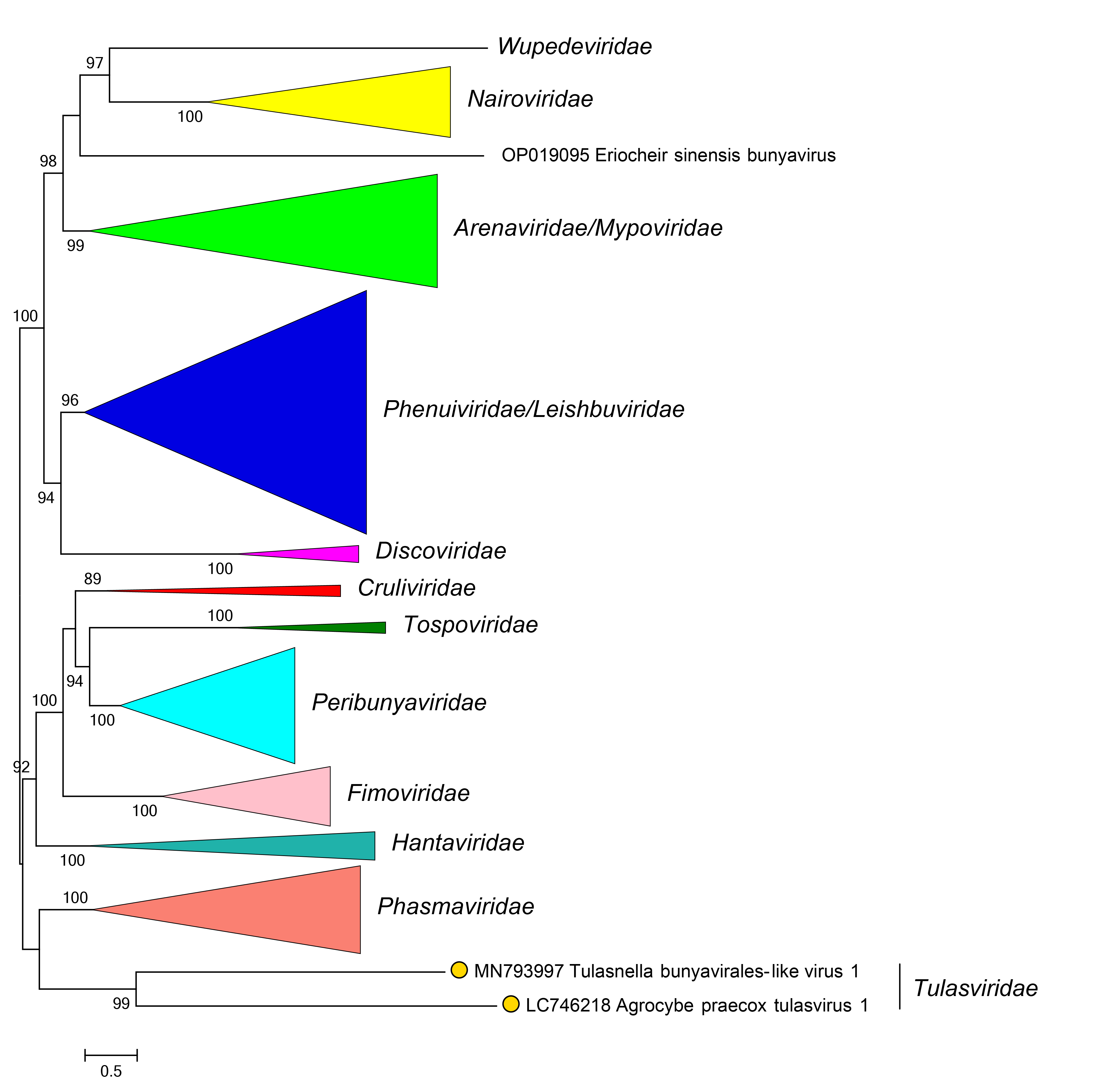 Tulasviridae phylogeny