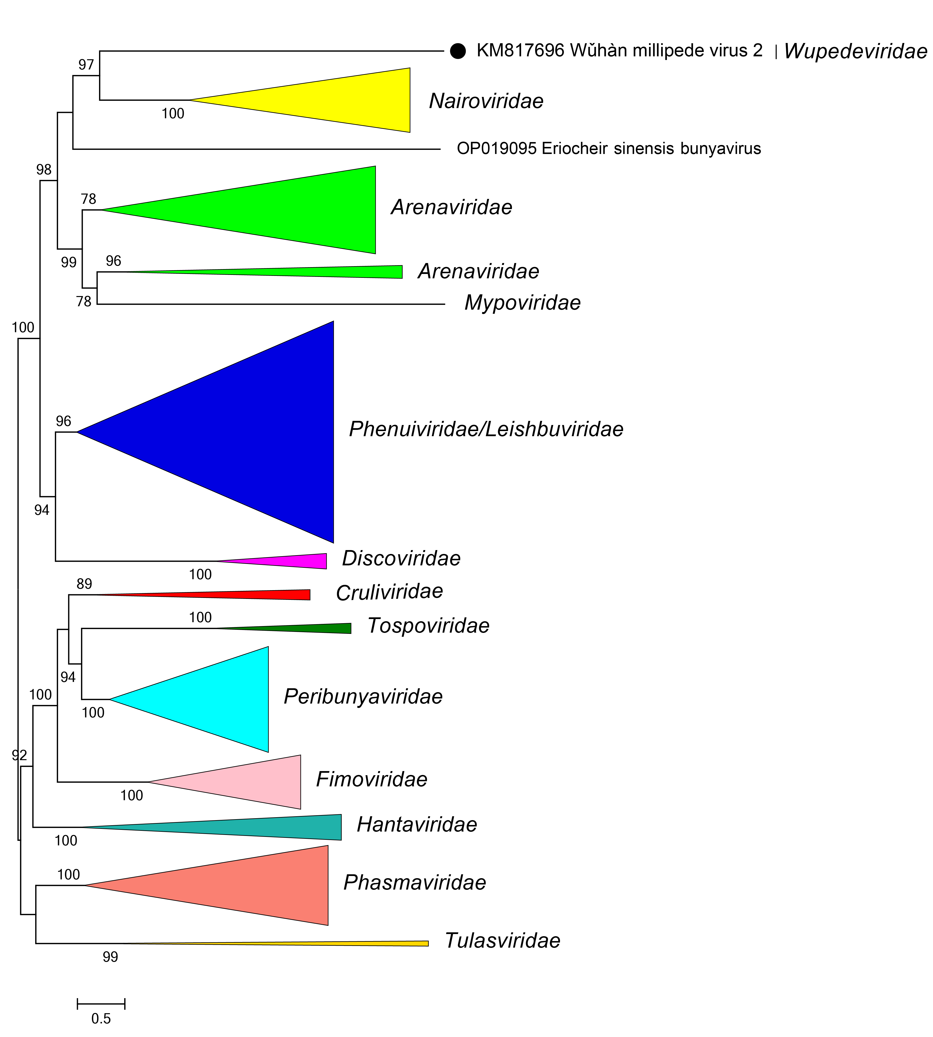 Wupededivirdae phylogeny