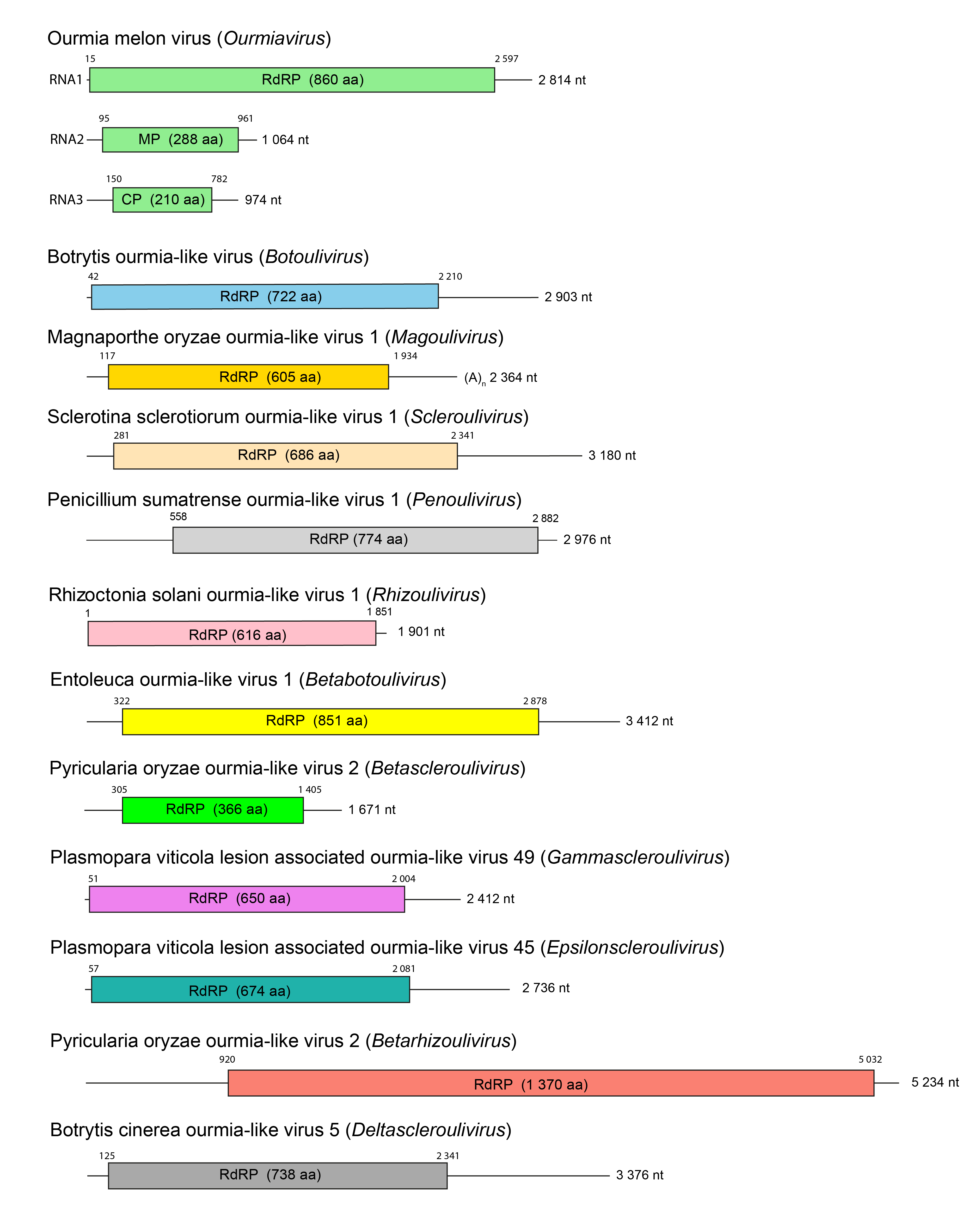 Botoumiaviridae genome organisation