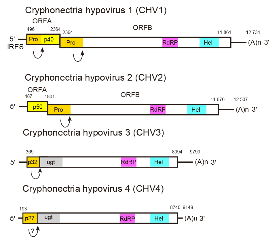 Hypoviridae genome organisation