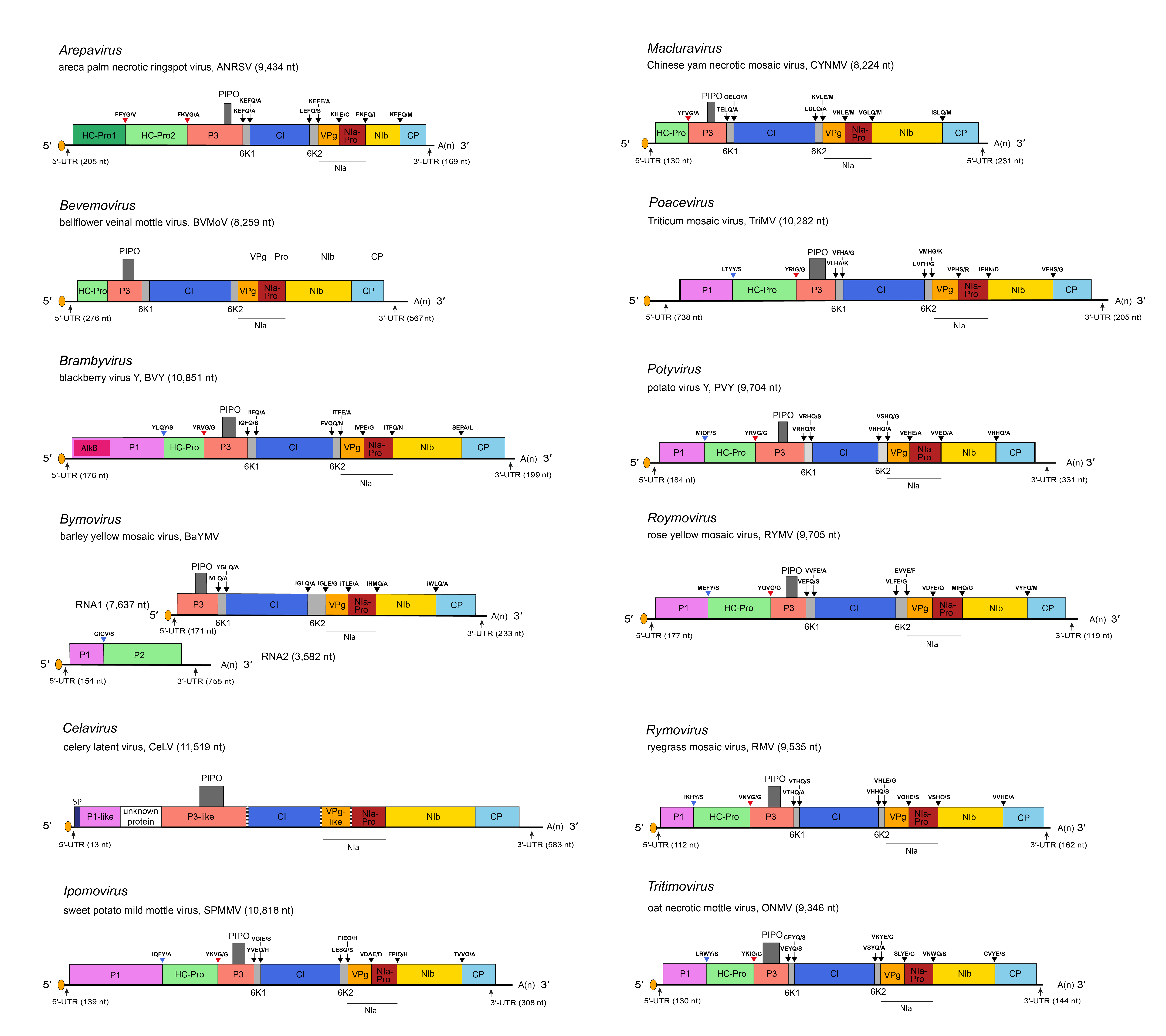 Genome organisation Potyviridae