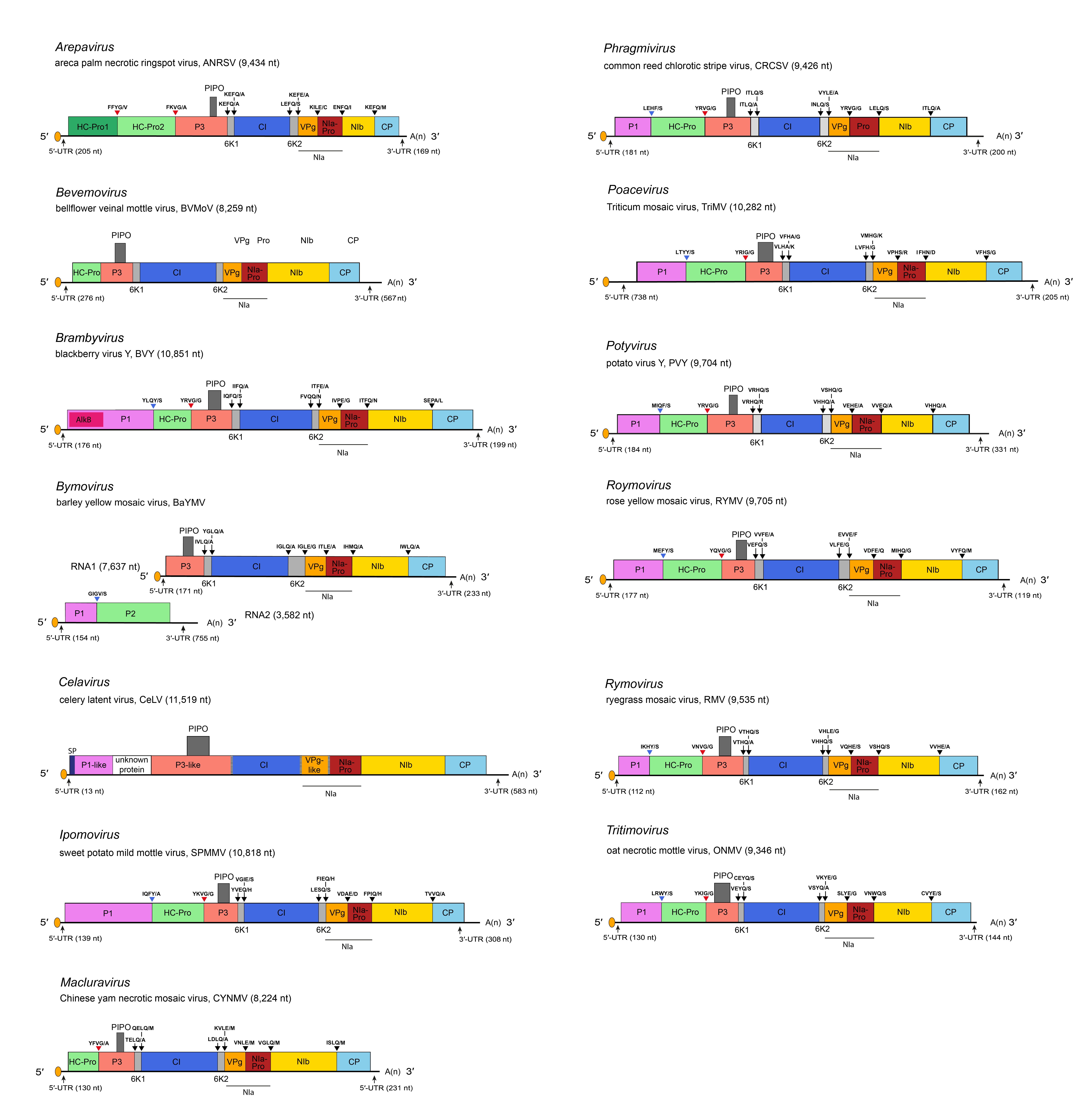 Potyviridae genome organisation