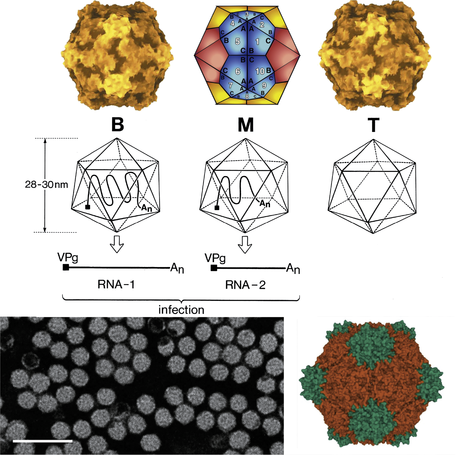 Secoviridae virion structure