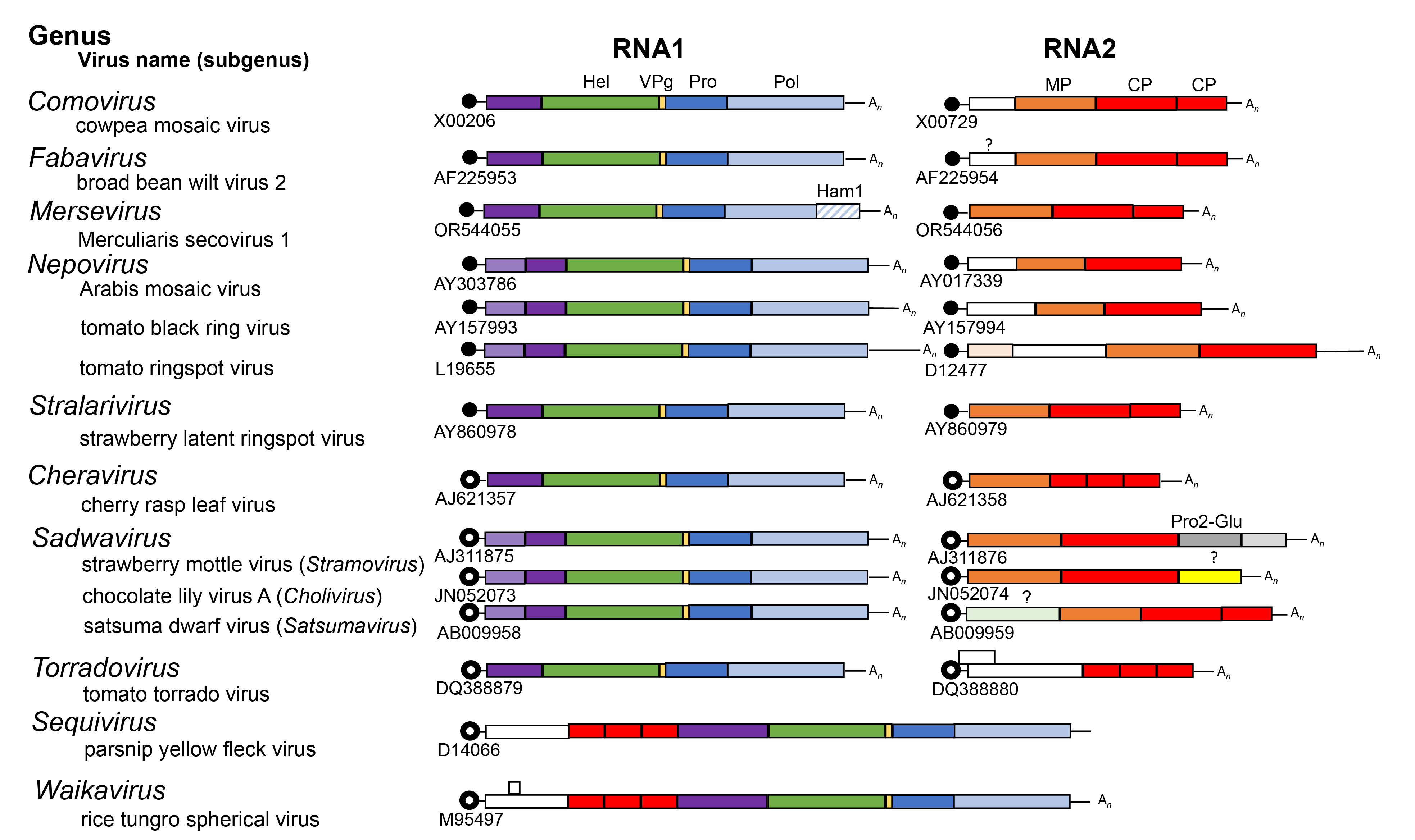 Secoviridae genome