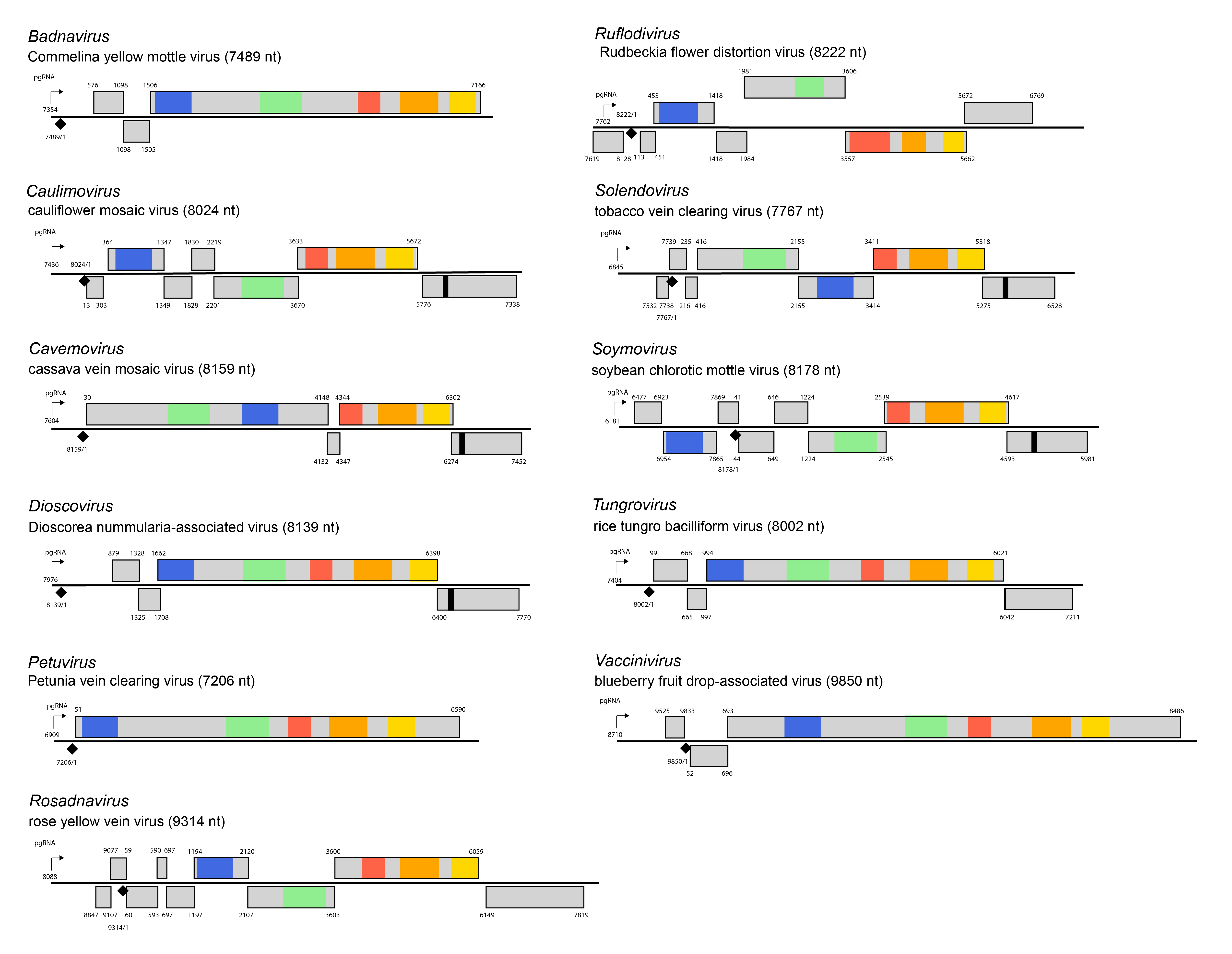 Caulimoviridae genome organisation