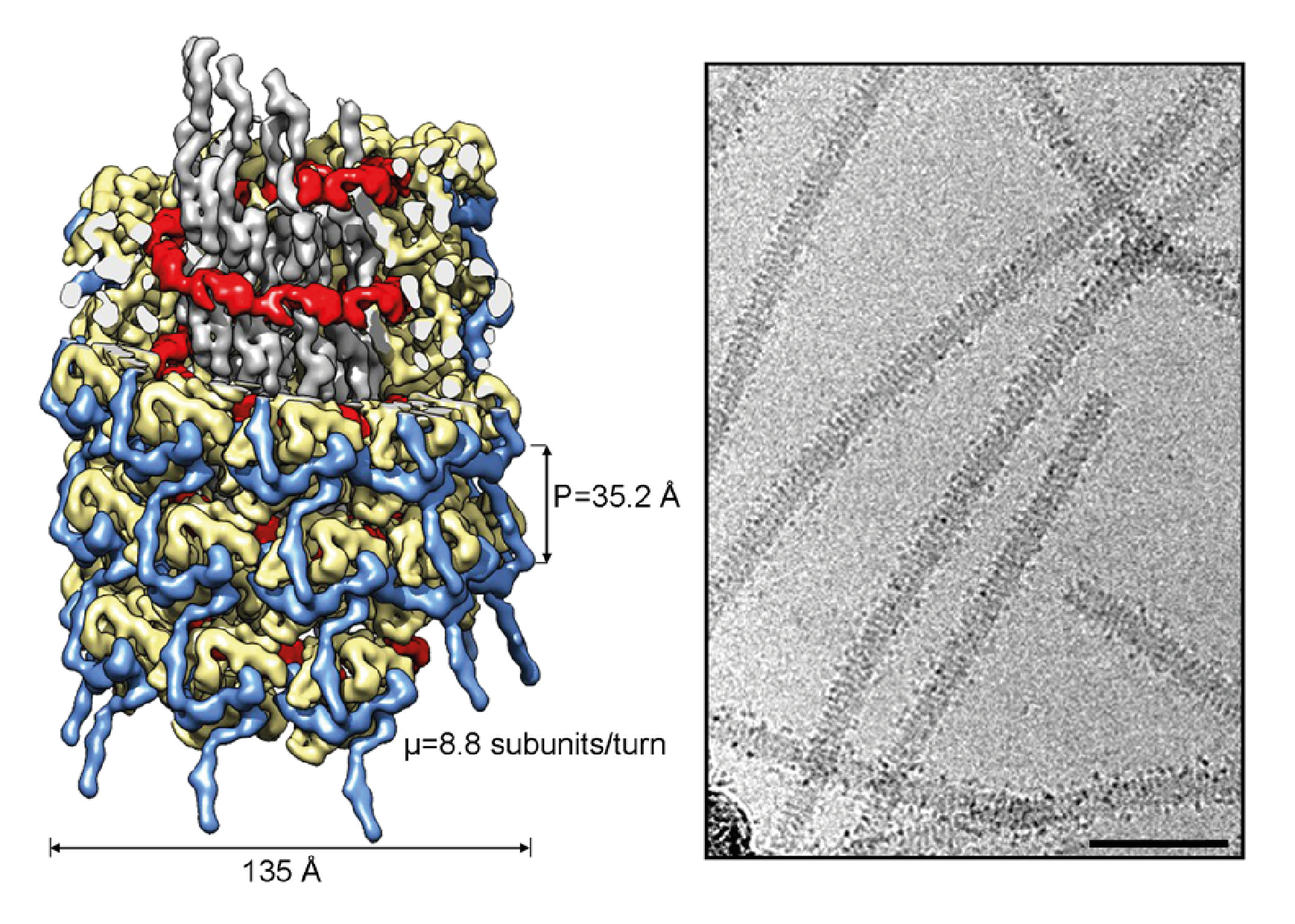 Potyviridae virion structure