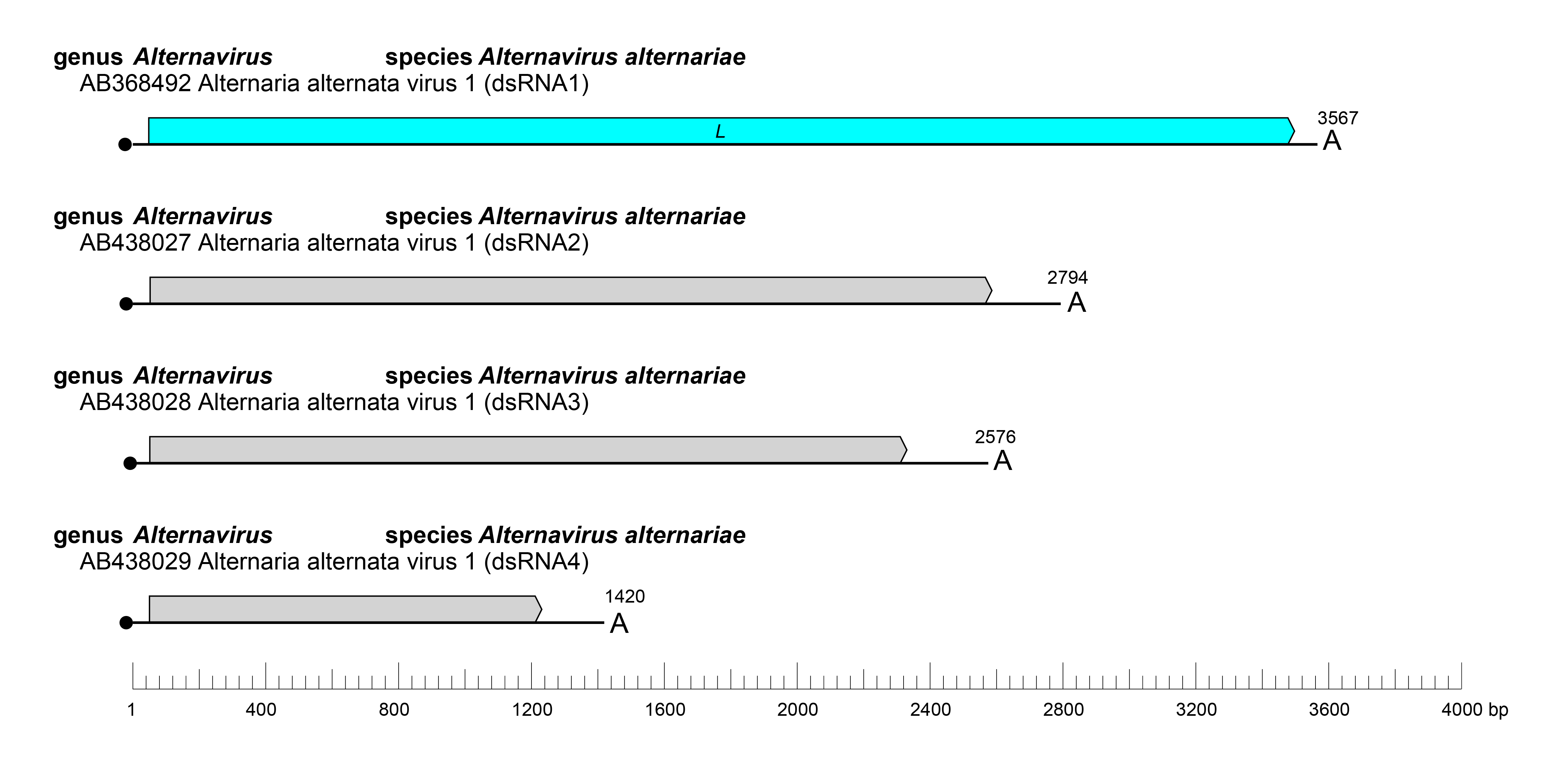 Alternaviridae genome