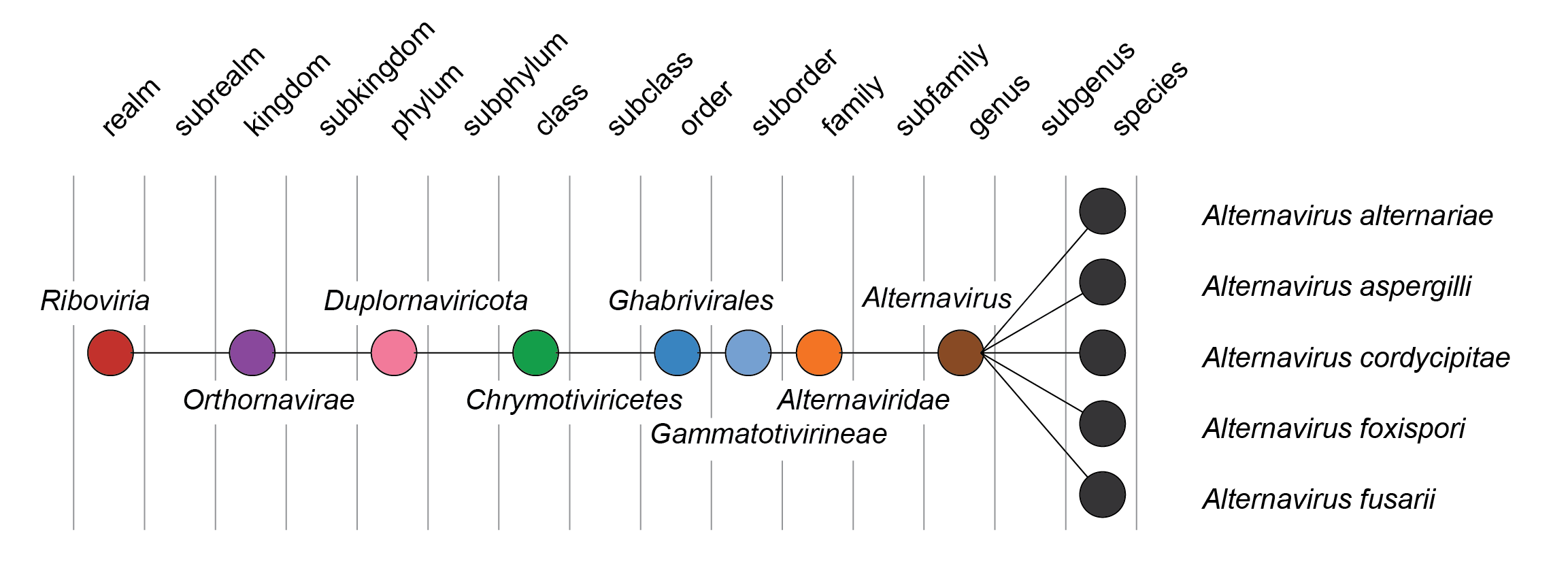Alternaviridae taxonomy