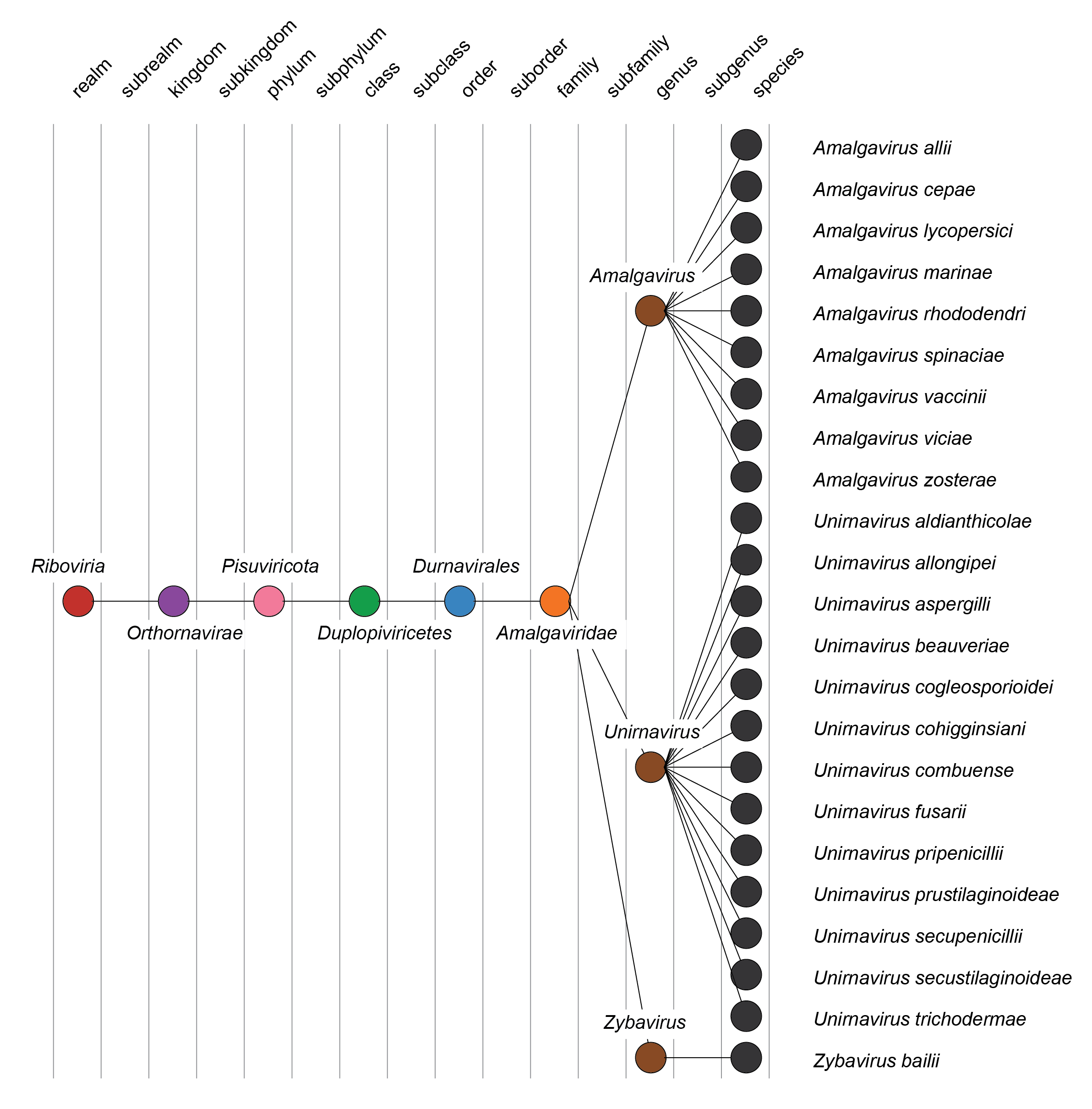 Amalgaviridae taxonomy