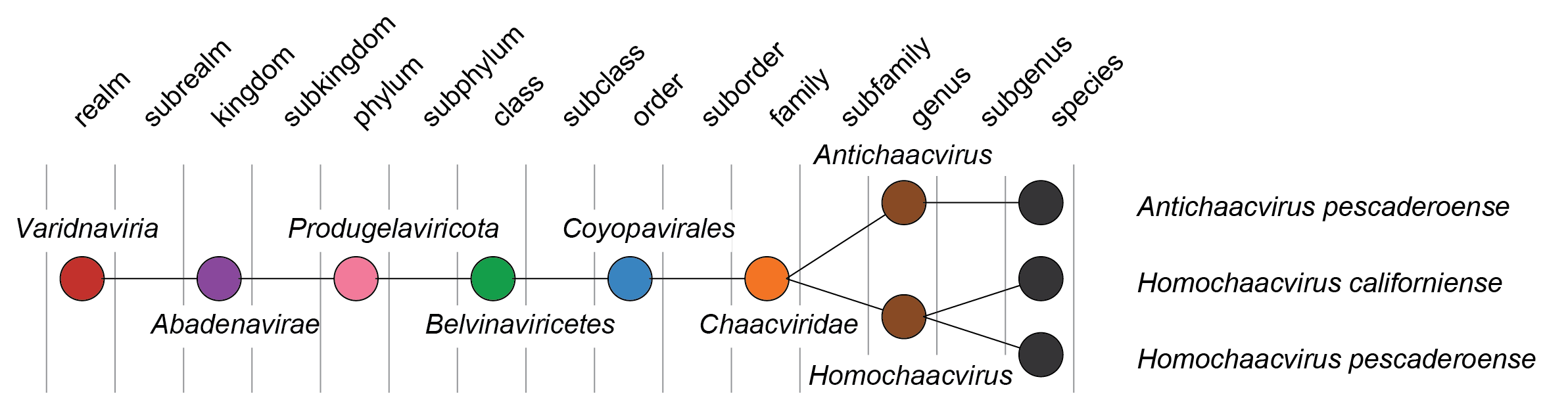Chaacviridae taxonomy