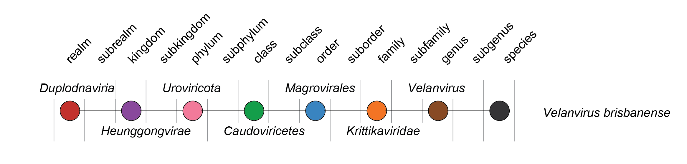 Krittikaviridae taxonomy