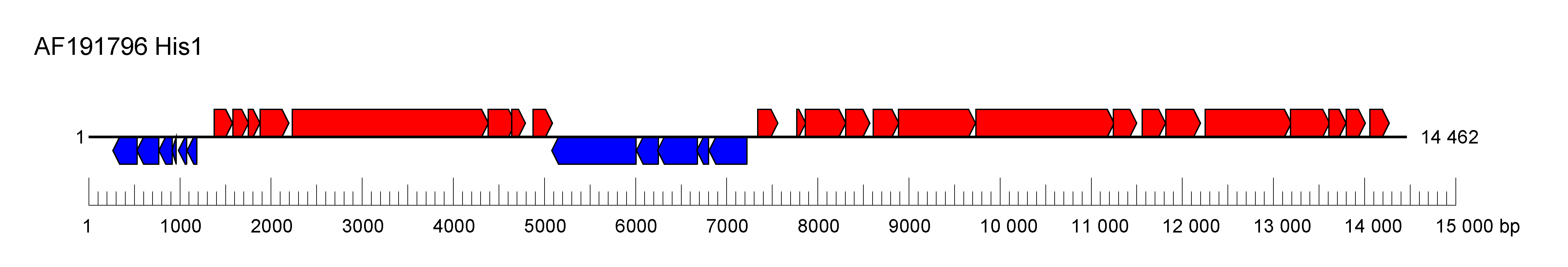 Halspiviridae genome