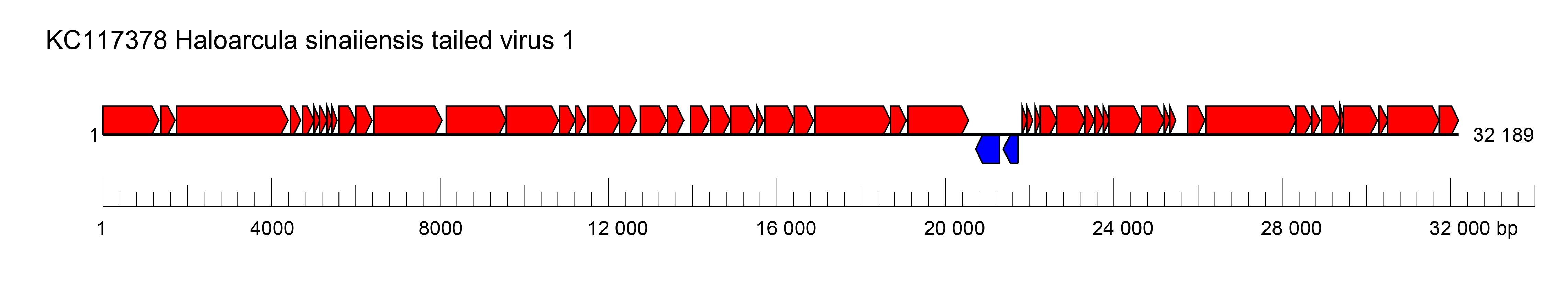 Shortaselviridae genome