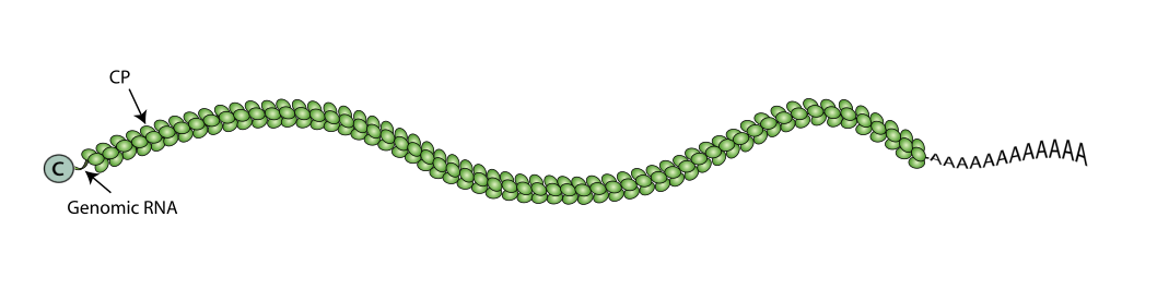 Betaflexiviridae schematic