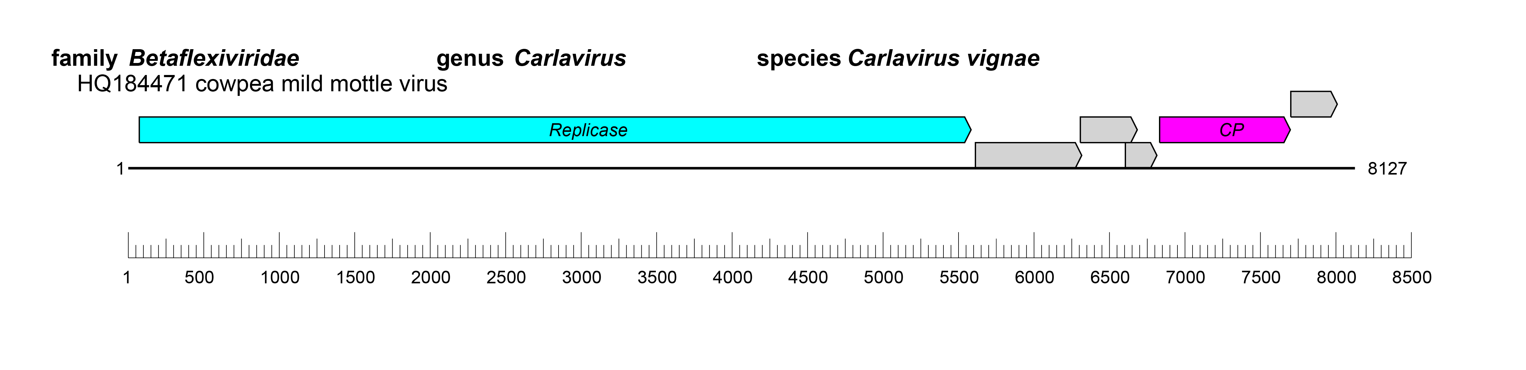 Betaflexiviridae genome