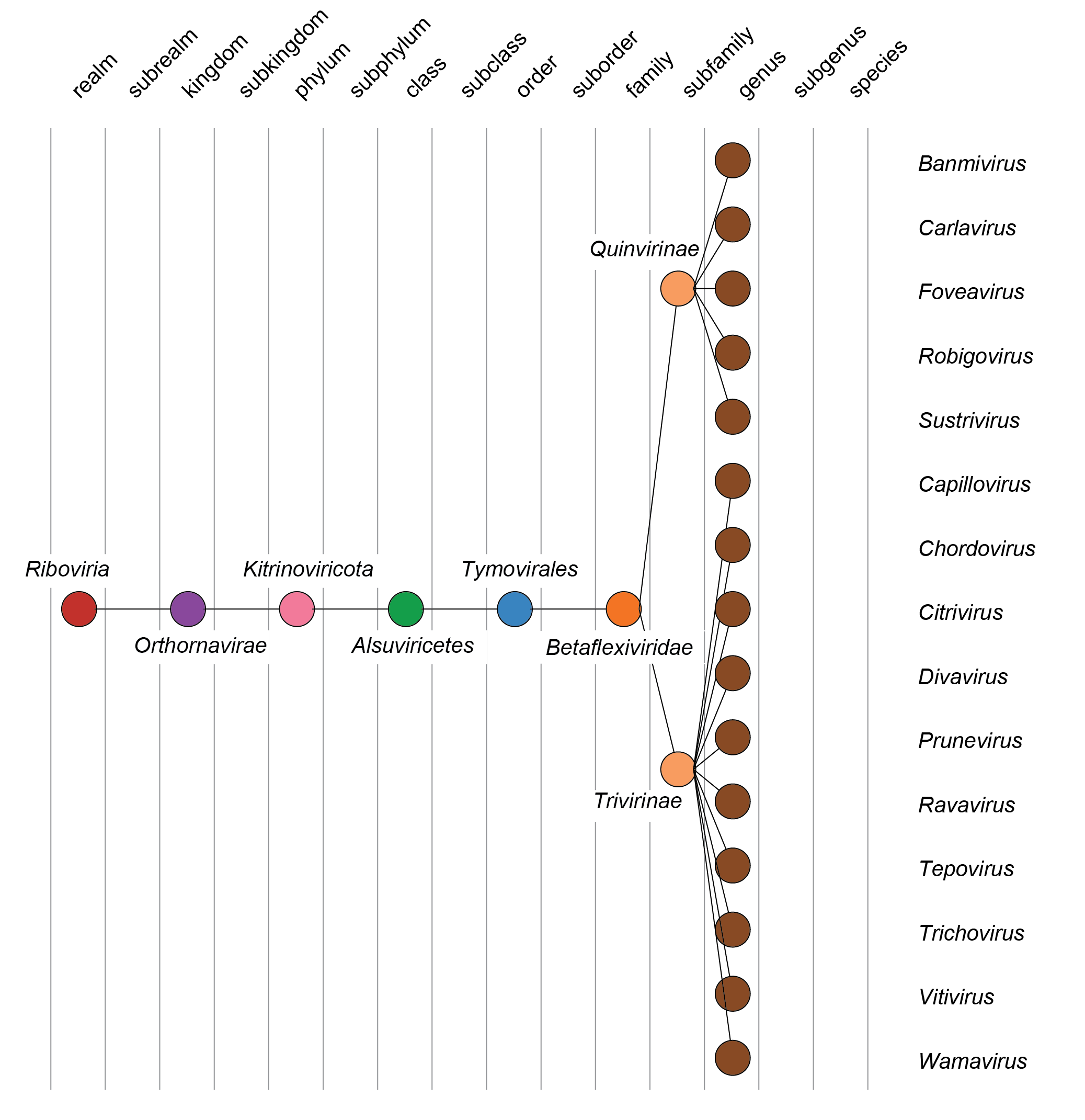 Betaflexiviridae taxonomy