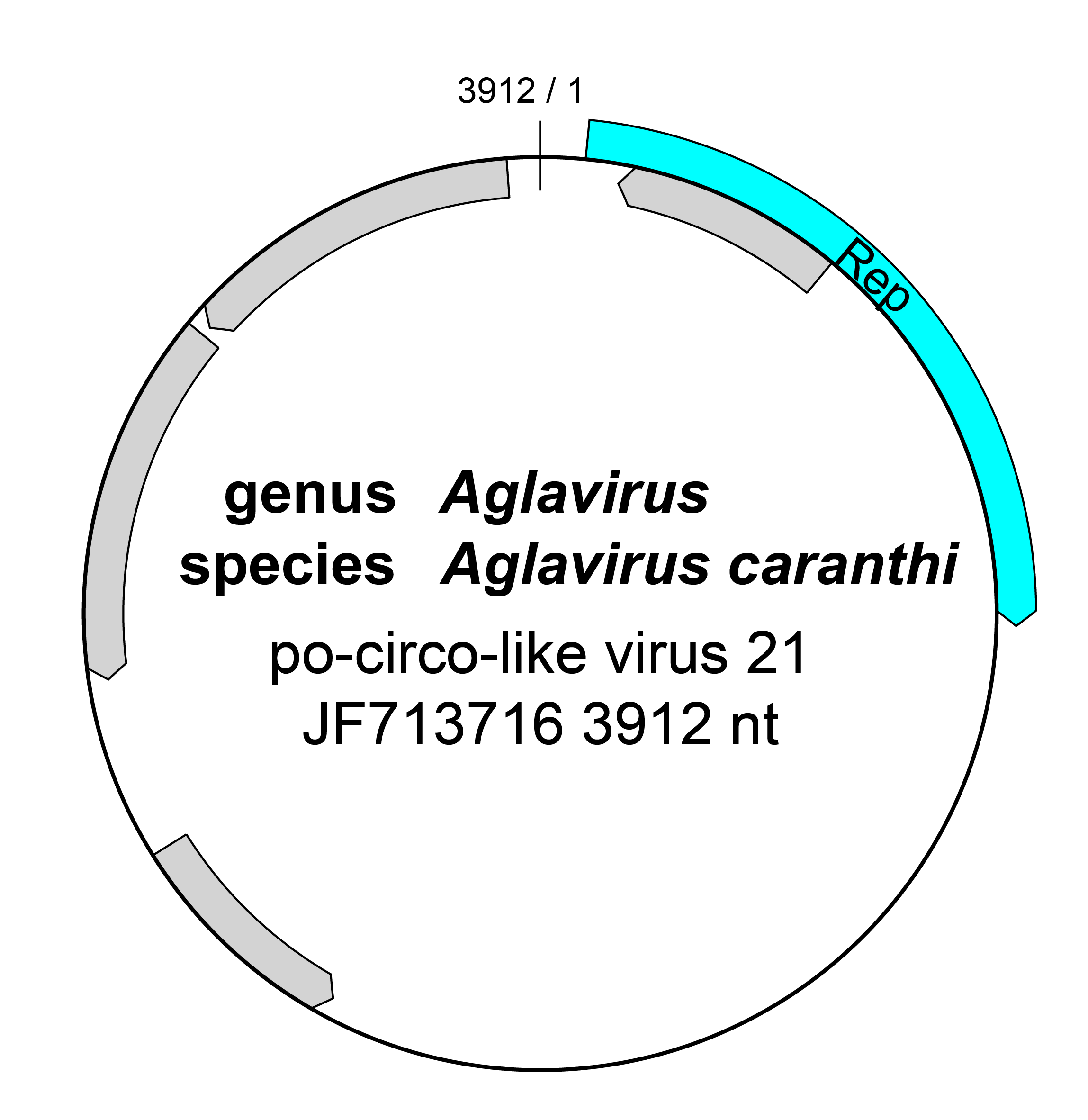Kirkoviridae genome