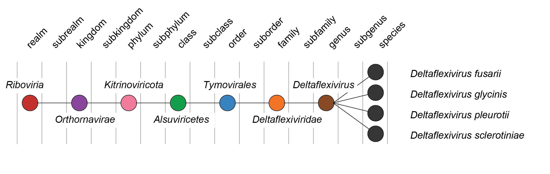 Deltaflexiviridae taxonomy