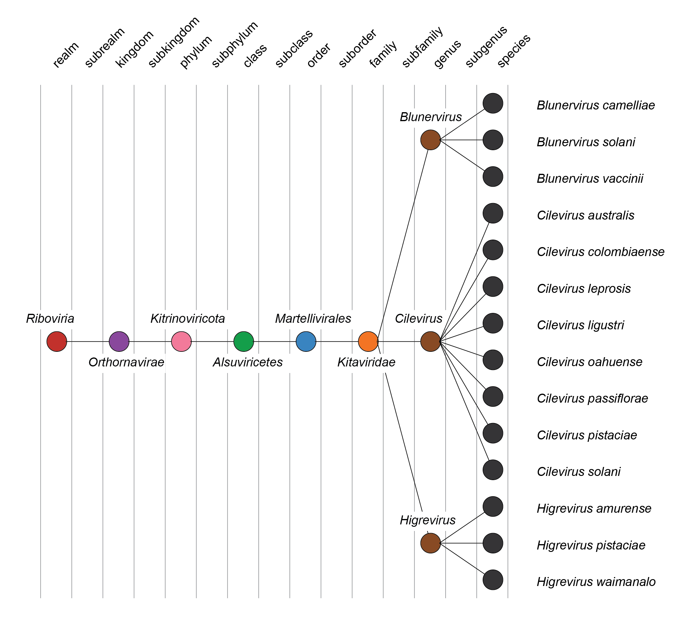 Kitaviridae taxonomy
