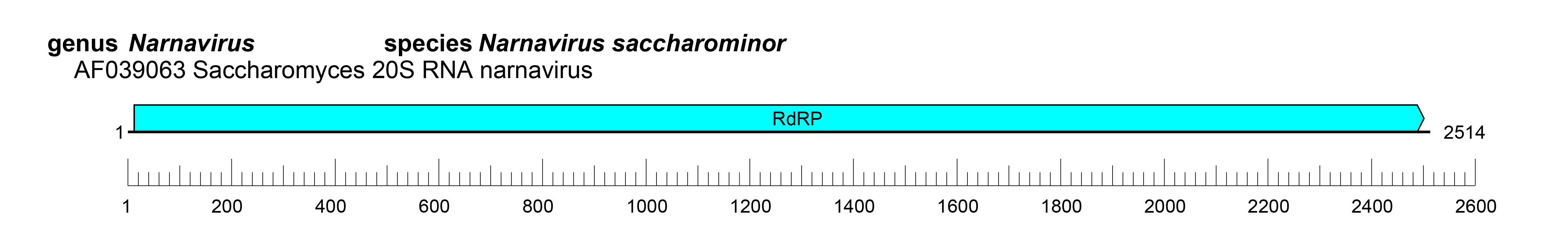 Narnaviridae genome