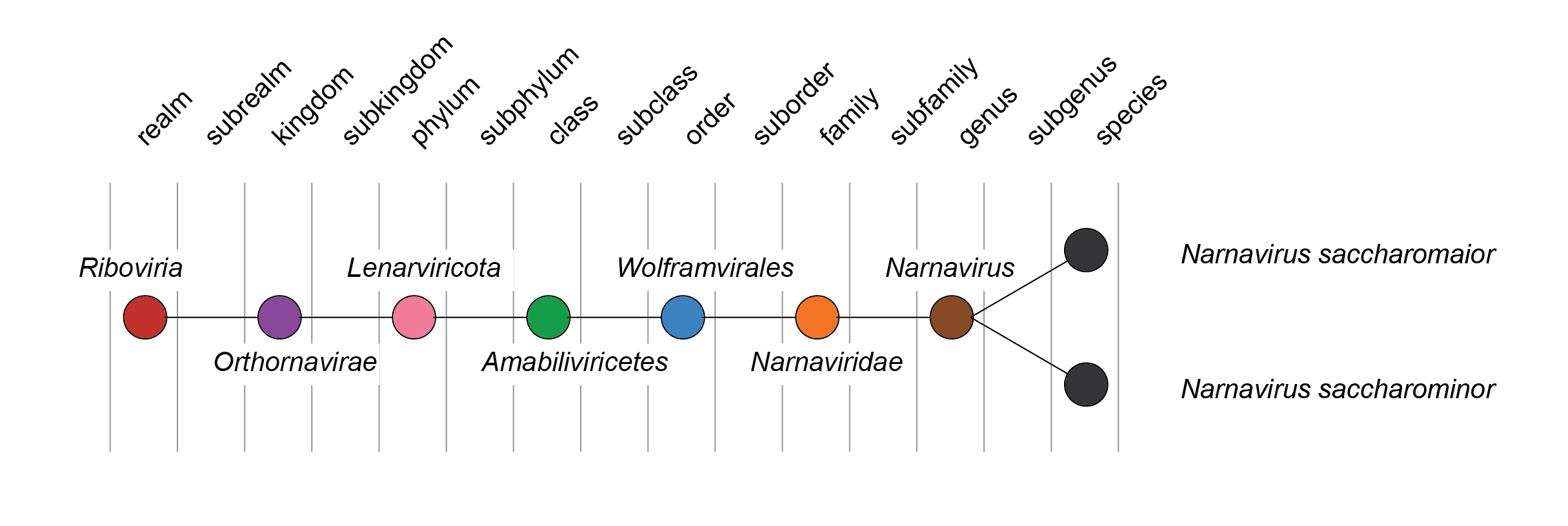 Narnaviridae taxonomy